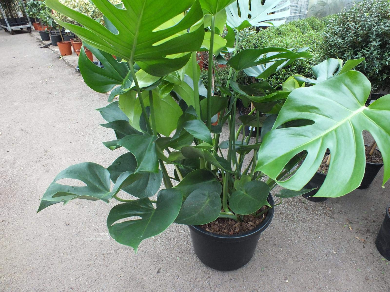 philodendron whipple way Philodendron Whipple Way