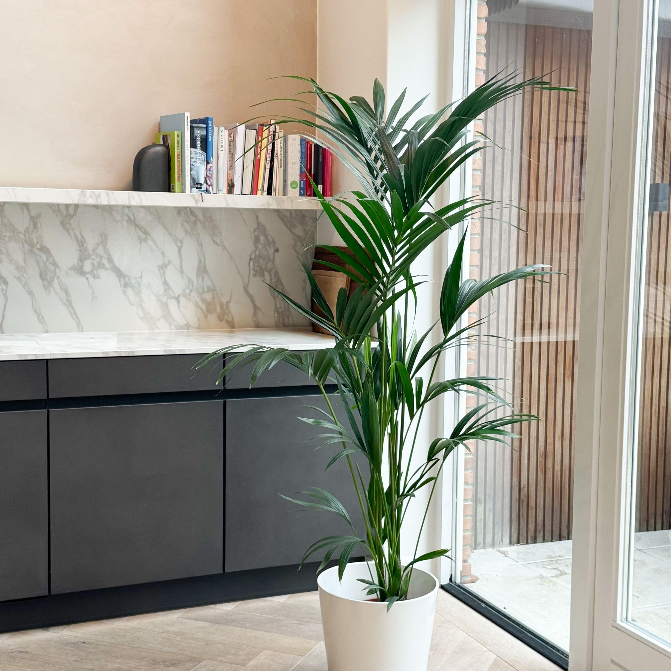 Plant in a Box - Howea forsteriana - Kentia - Palmera de interior - Maceta 21cm - Altura 130-140cm - Planta verde - Siempre verde