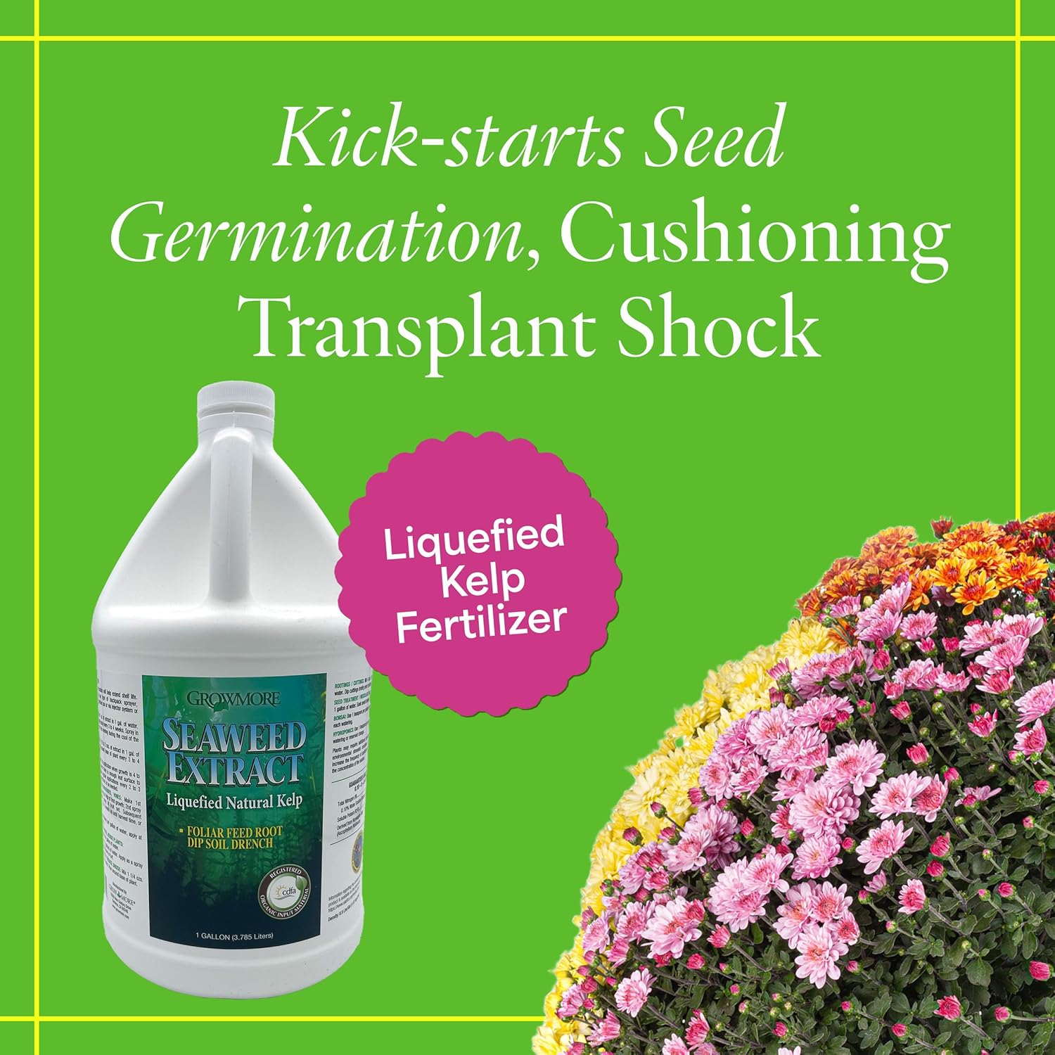 Grow More Liquified Seaweed Extract Fertilizer for Plants - 1 Gallon of Liquefied Natural Liquid Kelp Fertilizer - 11% Organic Kelp Plant Food for Transplant Protection & Root Development