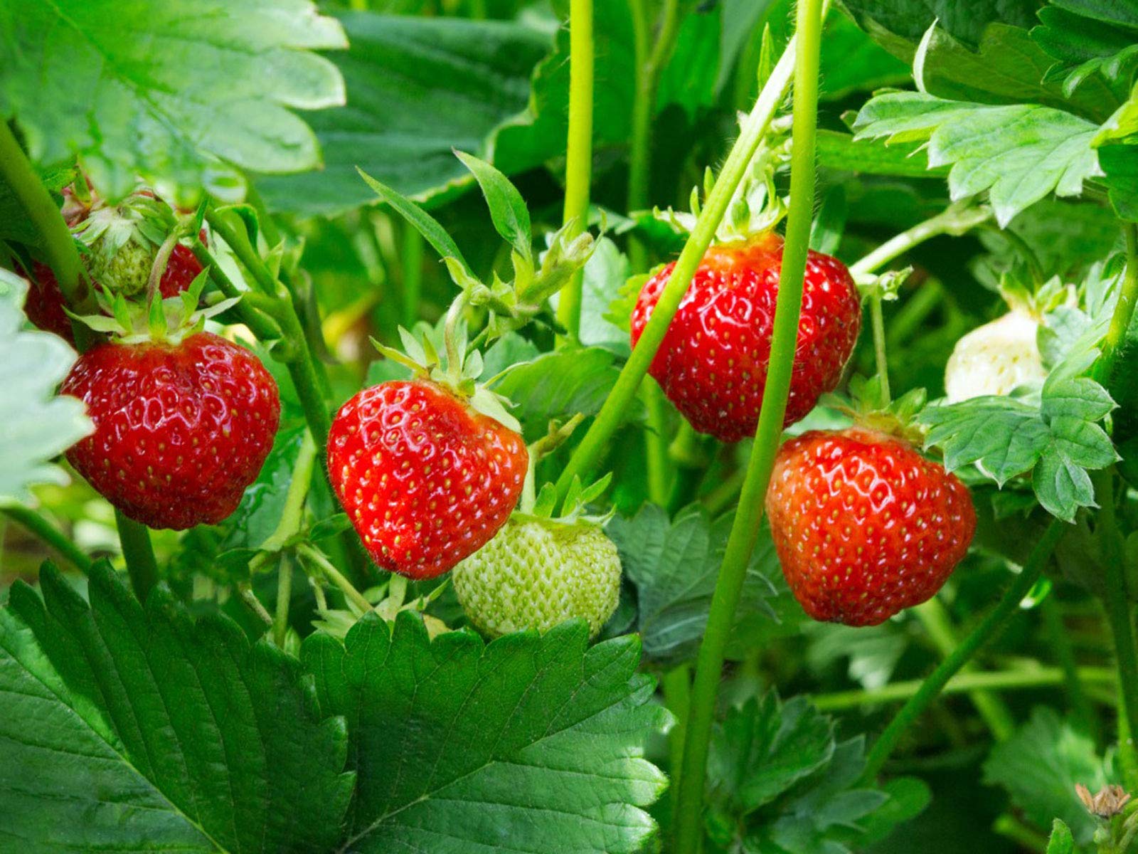 Golden Hills Farm Herb Alpine Strawberries seeds