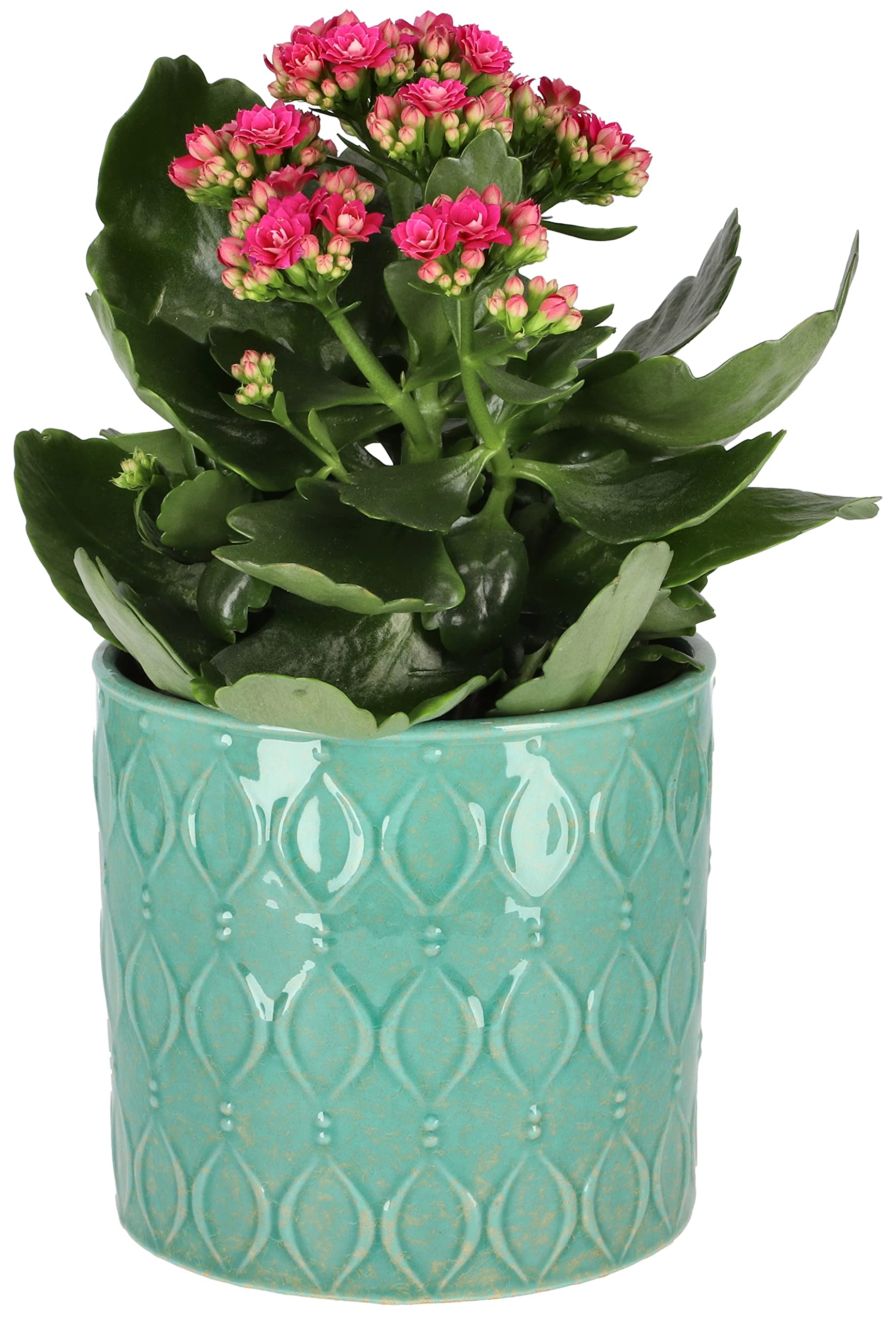 KOTARBAU® Keramik-Blumentopfset mit Dekorationen 6 Stück 130 x 135 mm Türkis