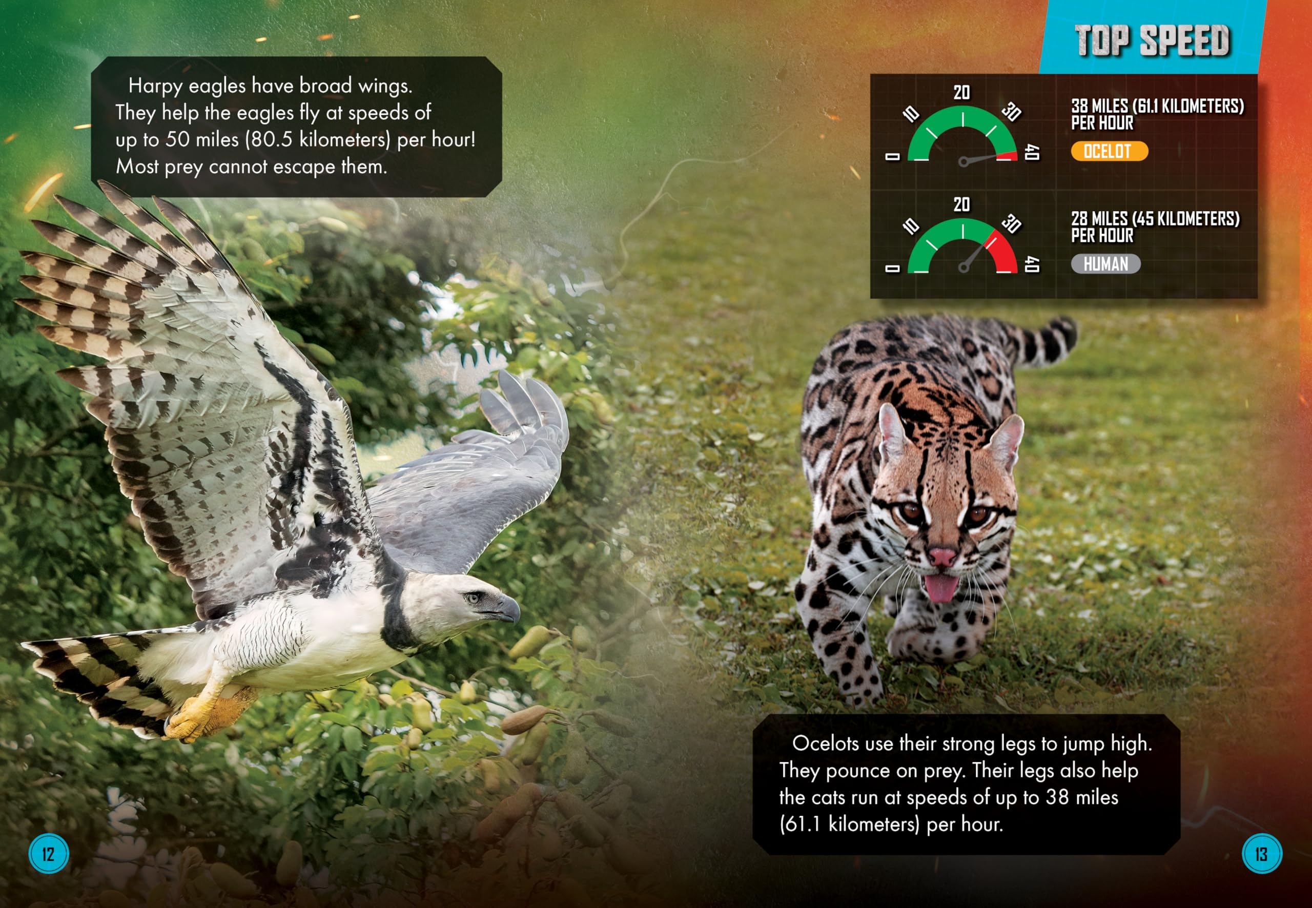 Harpy Eagle Vs. Ocelot