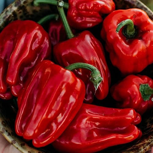Criolla de Cocina Sweet Pepper - 10 semillas - Variedad rara reliquia y polinizada abierta, semillas de vegetales sin OMG para plantar en el jardín