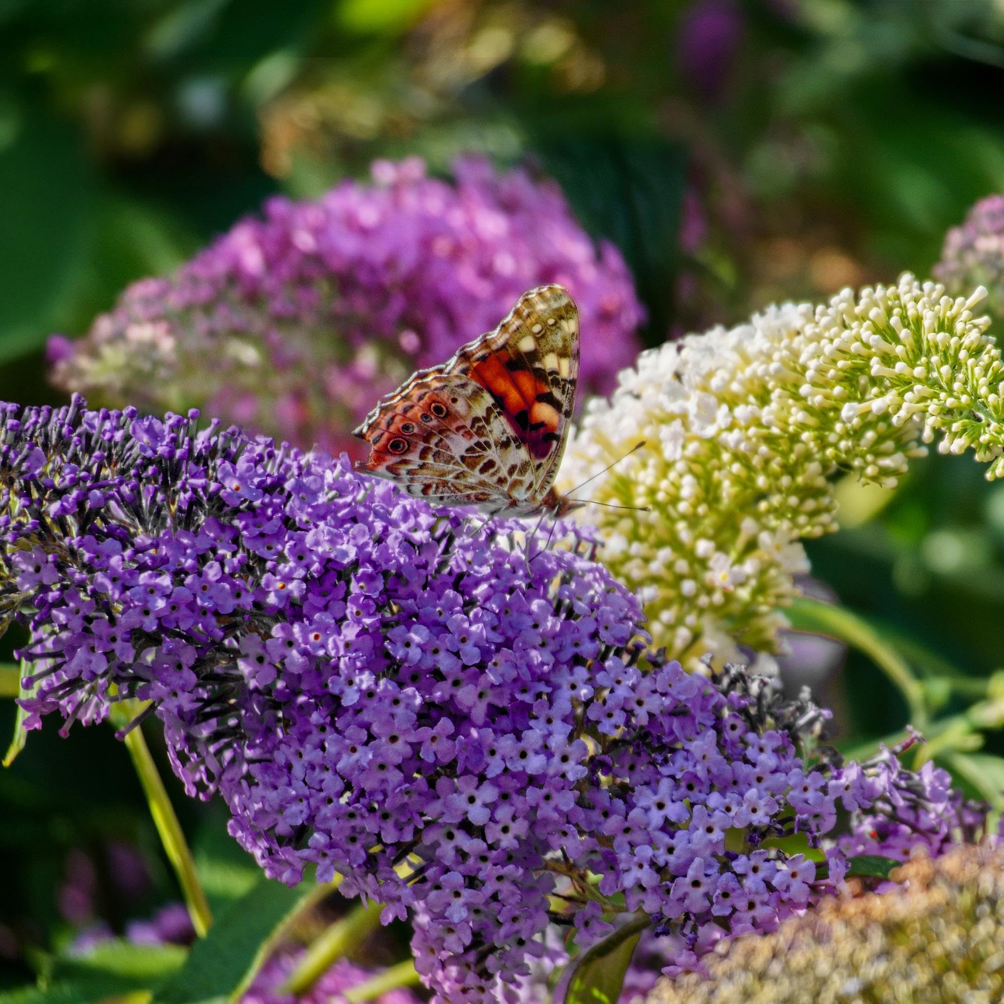Schmetterlingsstrauch Buddleja davidii Tricolour – Blüten Rosa, Weiß & 17 | bienen, und Schmetterlingsfreundlich, pflegeleicht 1, lange Blütezeit