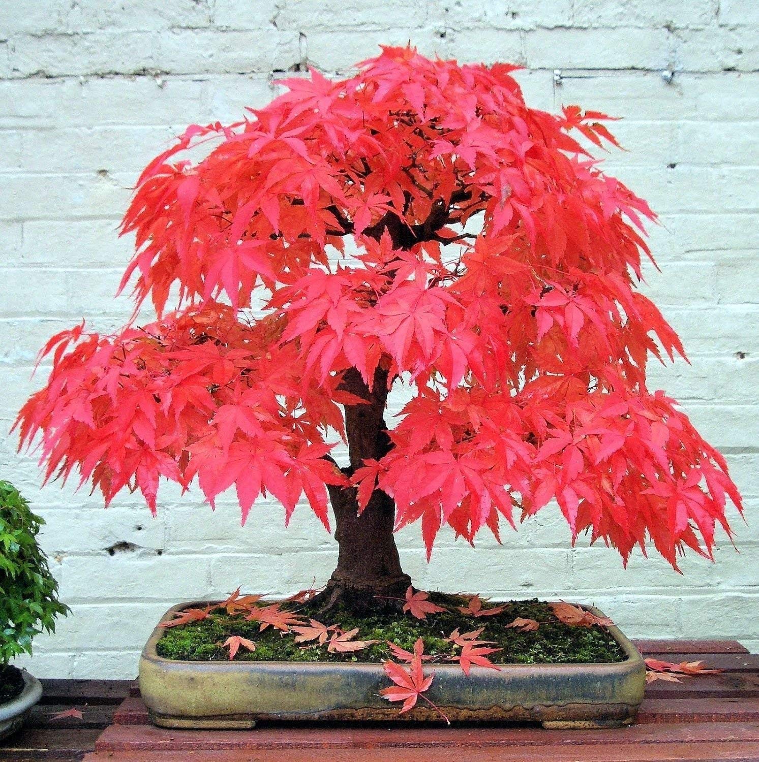 Creative Farmer Japanese Red Maple Bonsai Suitable Tree Seeds, Very Beautiful Garden/Indoor