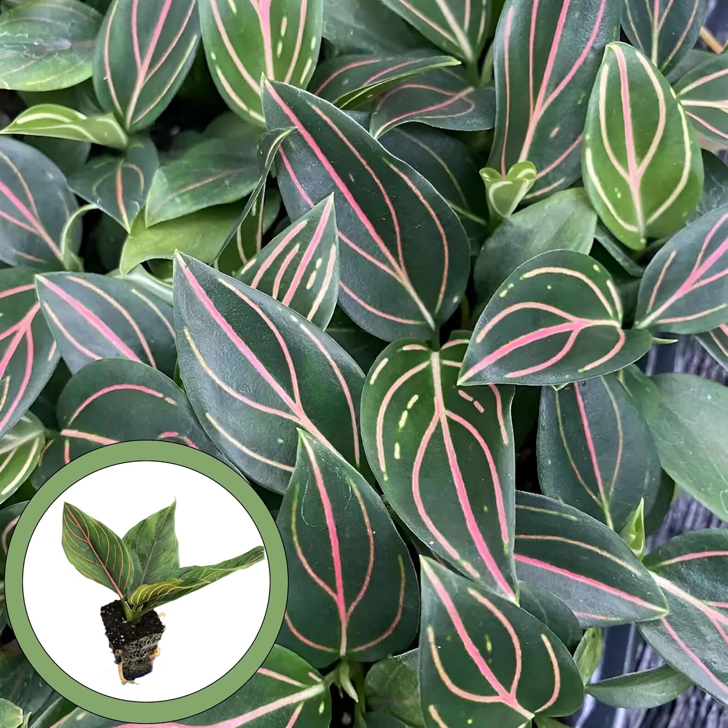 Generic Aglaonema Red Vein Starter Plant, Natural