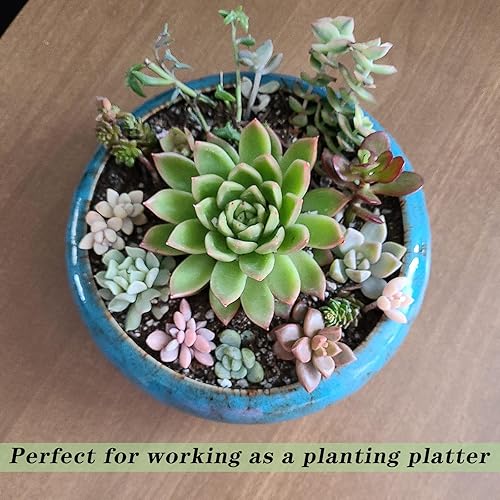 Miniatura 5 de ARTKETTY Macetas para suculentas de 7.3 pulgadas con drenaje, paquete de 2, macetas de bonsái poco profundas con bandeja de cerámica para plantas de