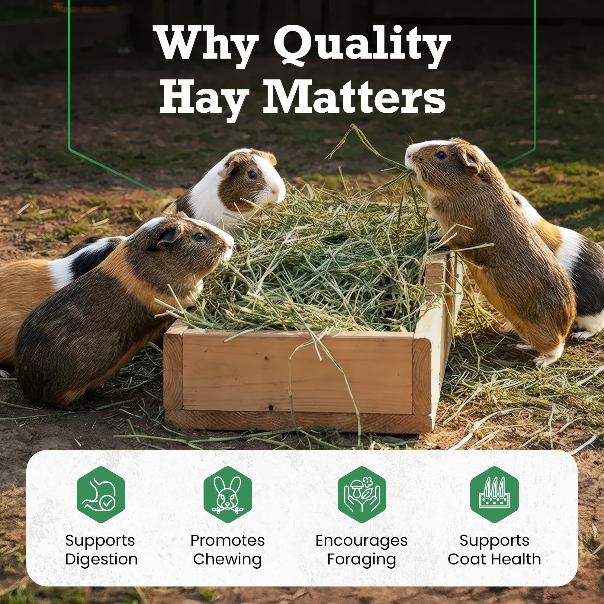 Border Valley Alfalfa Hay Bale in Bag, 40 lb - High Fiber Hay for Rabbits, Guinea Pigs, Chinchillas, Tortoises, Horses and Livestock - Protein-Rich Plant-Based Nutrition, Farm-to-Home Freshness - image 4