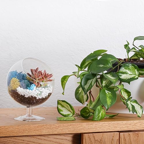 Miniatura 9 de Creations by Nathalie - Kit de terrario suculento de cristal de cáliz de 6 pulgadas para niños y adultos, musgo de reno, cristal y rocas,