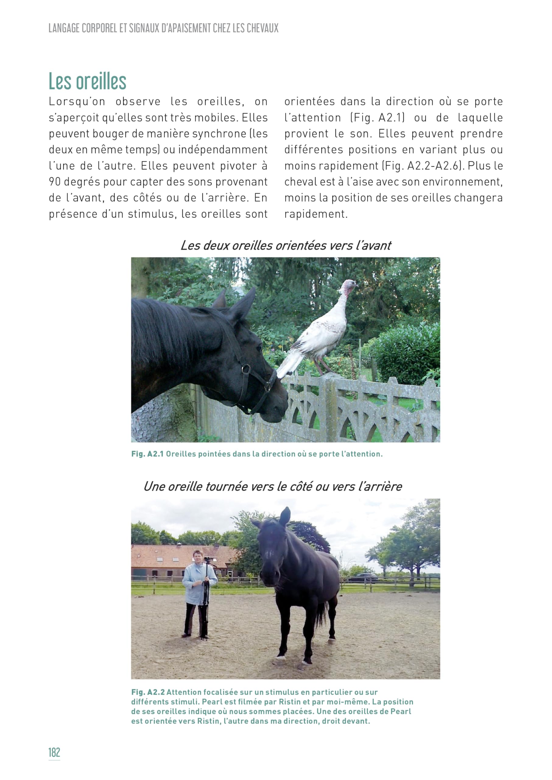 Langage corporel et signaux d'apaisement chez les chevaux: IDENTIFICATION ET APPLICATION