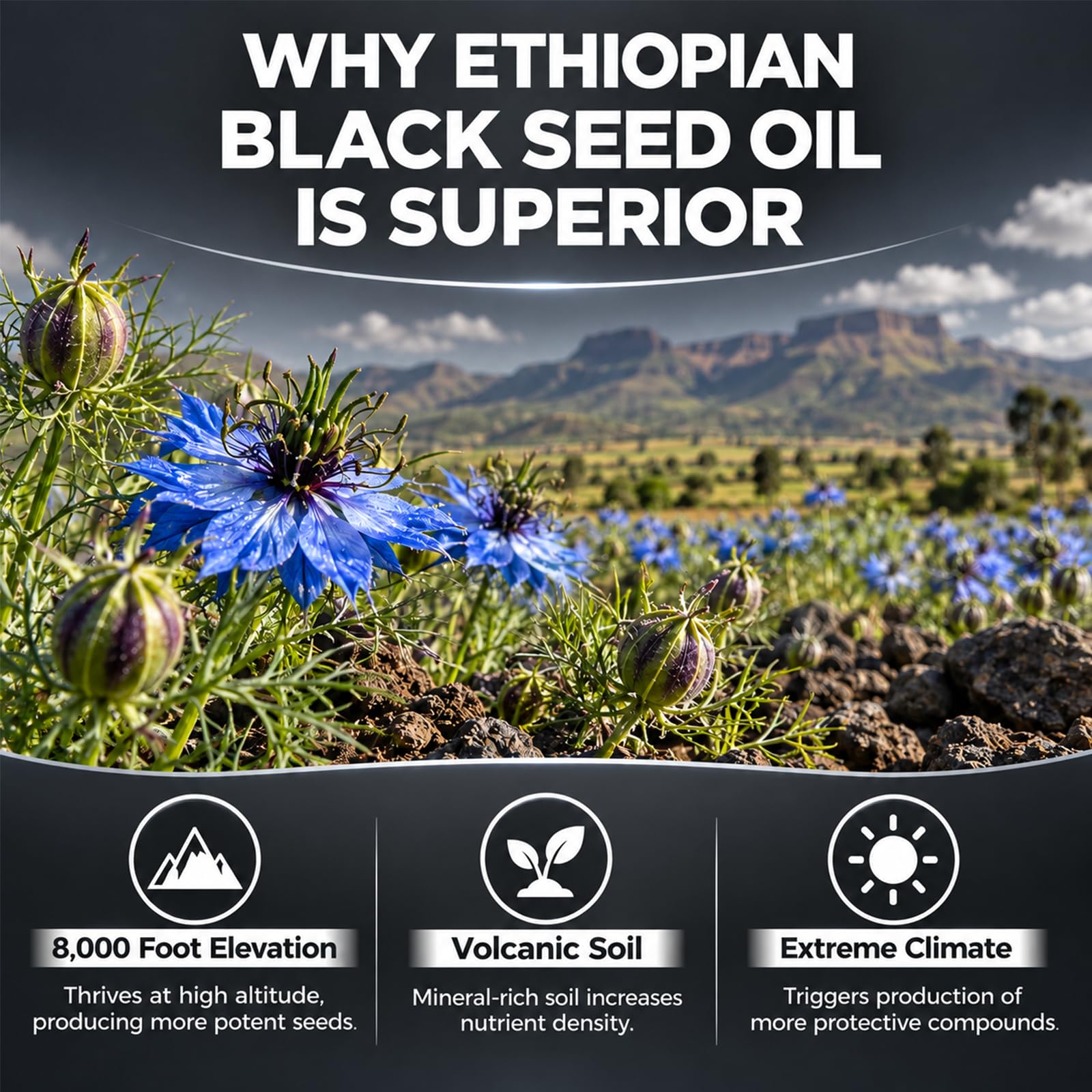 Ethiopian Black Seed Oil Softgels with 4.64% Thymoquinone, Cold-Pressed Formula for Immune, Digestive & Antioxidant Support, 60 Capsules — Amazon image 4