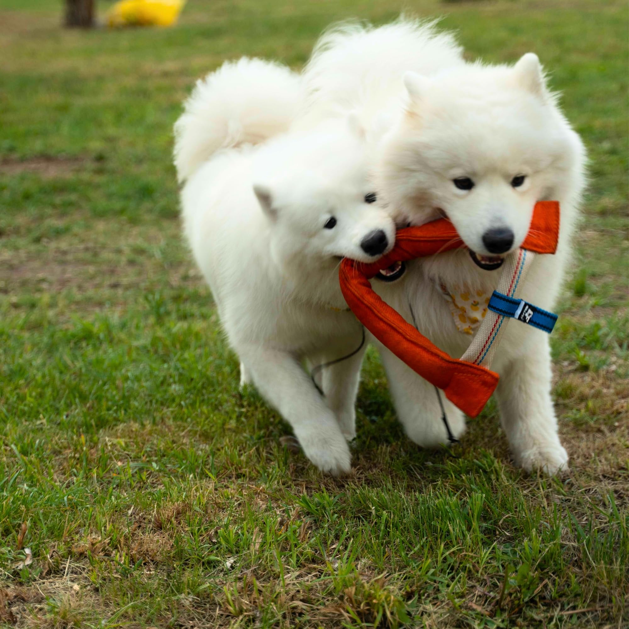 Bull Fit Manicotto per Cani a Ferro di Cavallo 30 cm, Salsicciotto Molto Robusto per I'addestramento dei Cani, per il Tiro alla Fune e per i Giochi di Tiro alla Fune, Verde