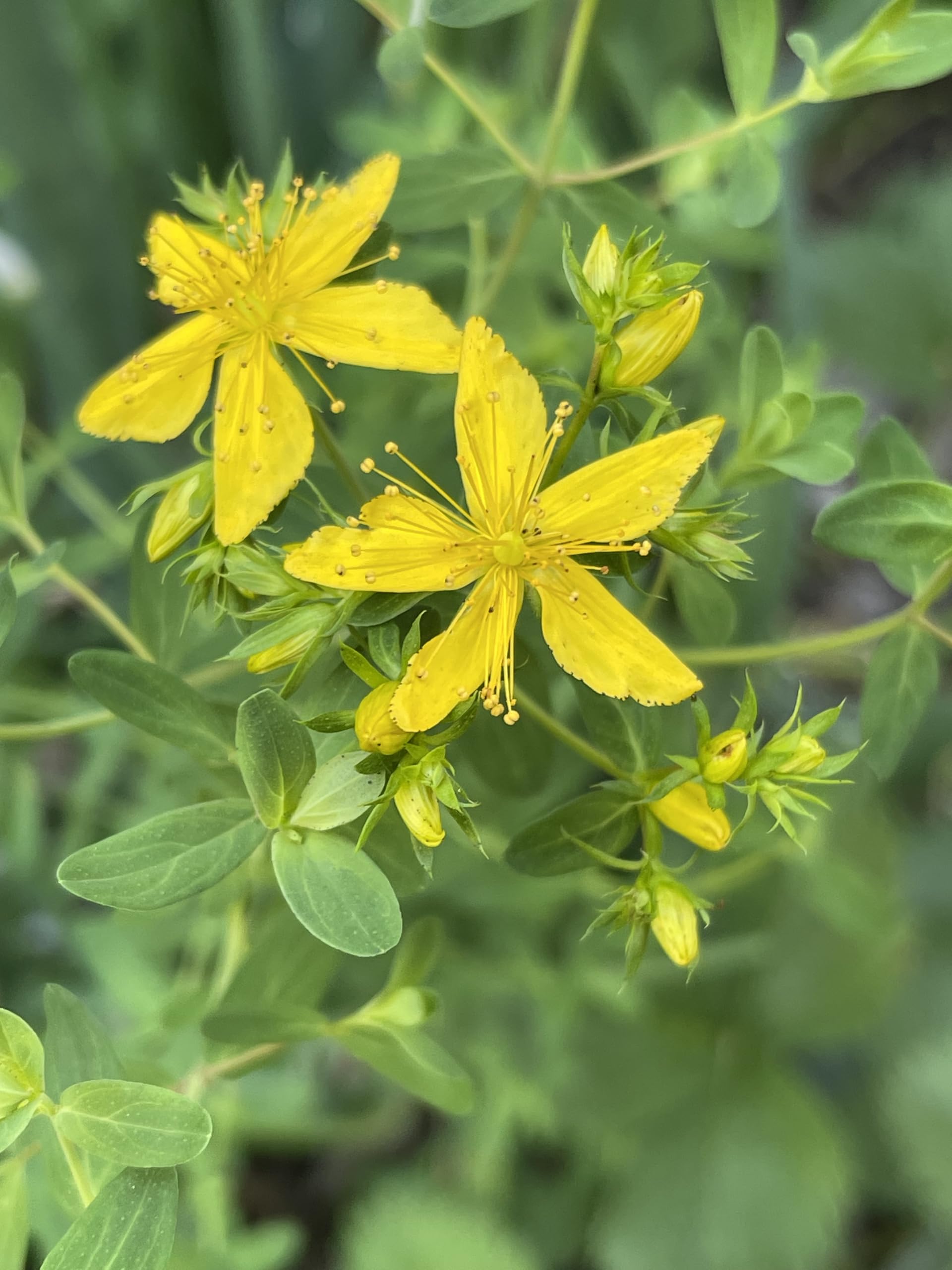 St. John’s Wort 200 Seeds - 5