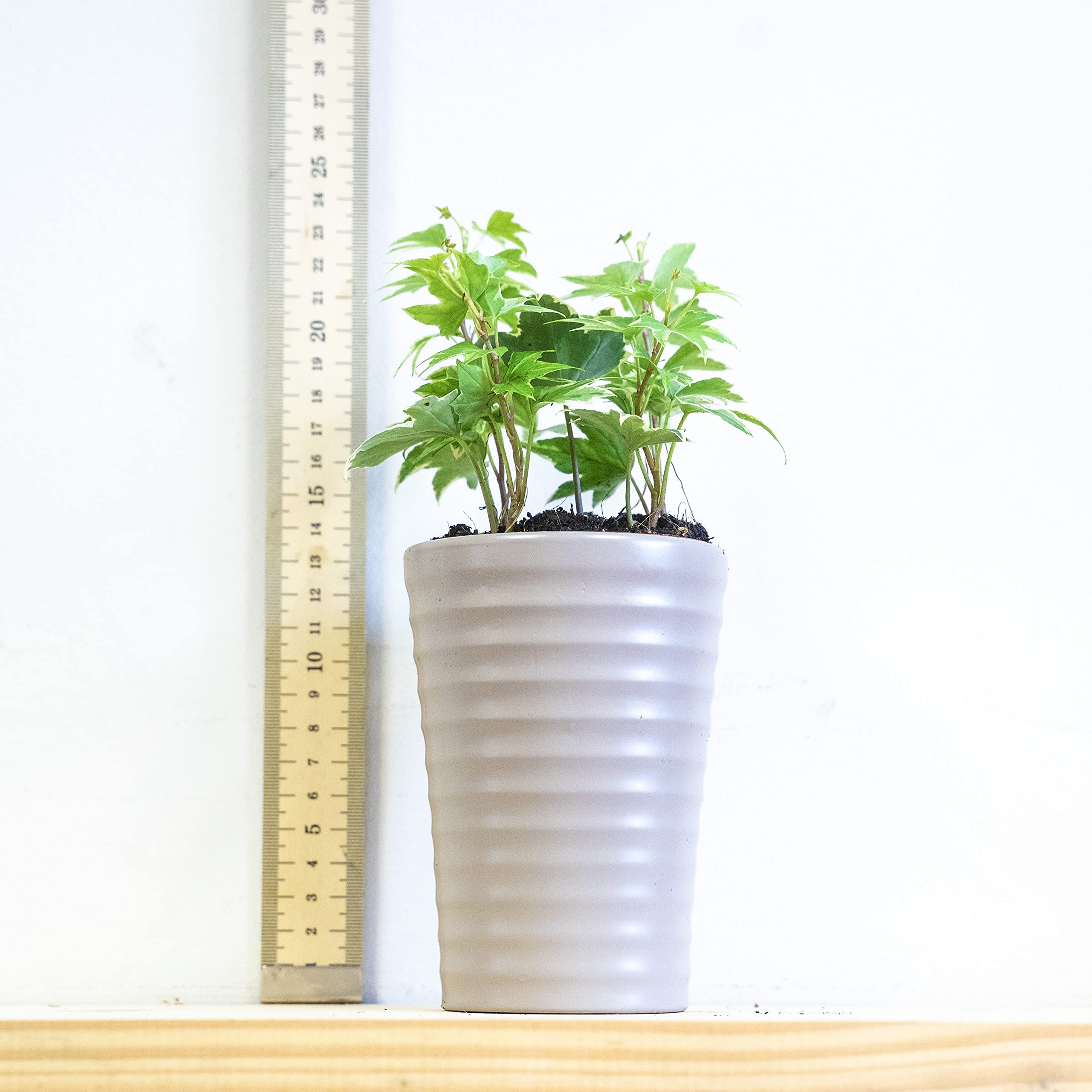 Easy Plants Englische Efeu-Hedera-Haus fr den Innen- und Auenbereich,  bunt, selbstwssernder Topf und weier Topping : Amazon.de: Garten