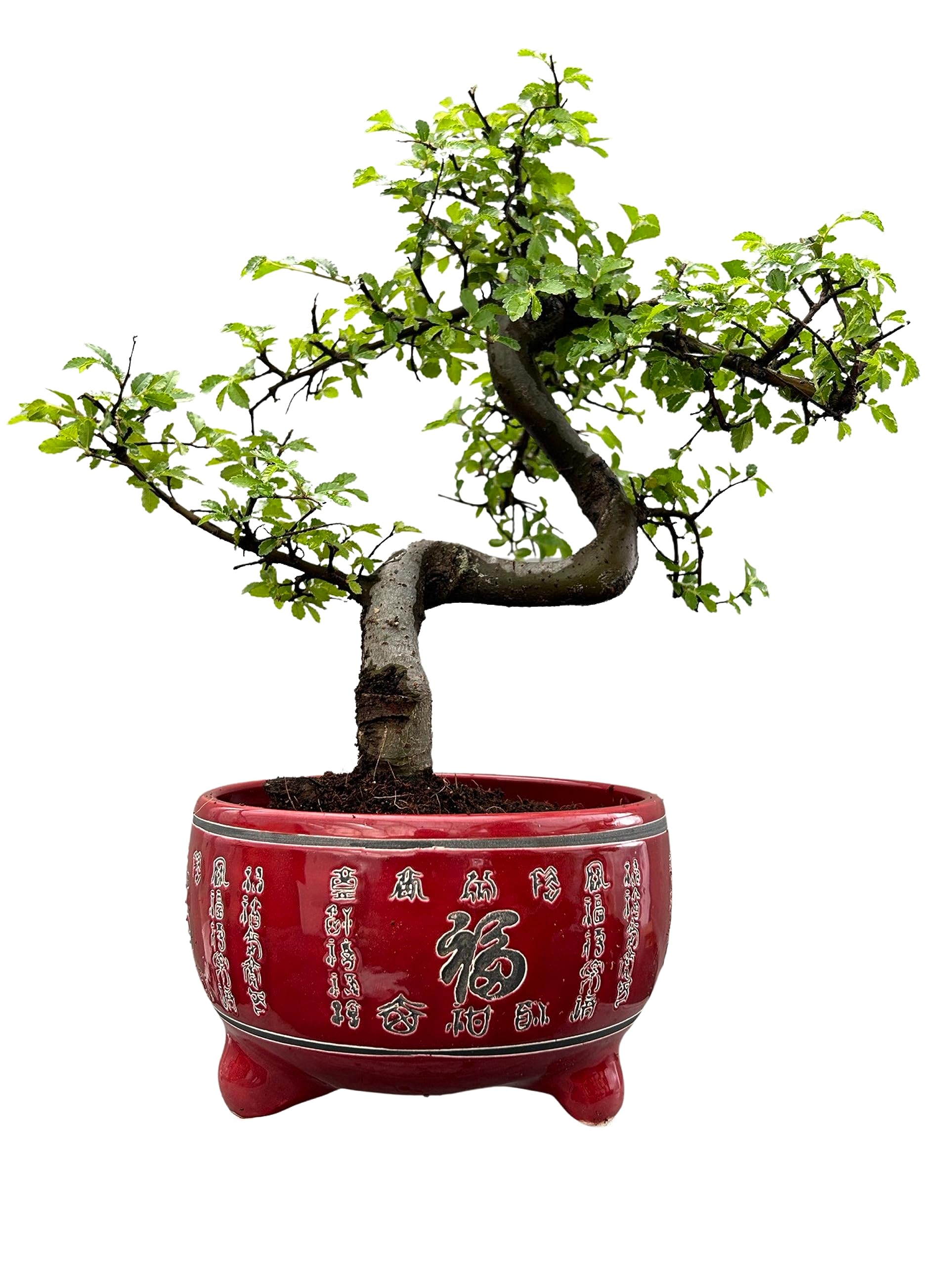 Lucky Pot Elms (9yr Elm in Red Pot)