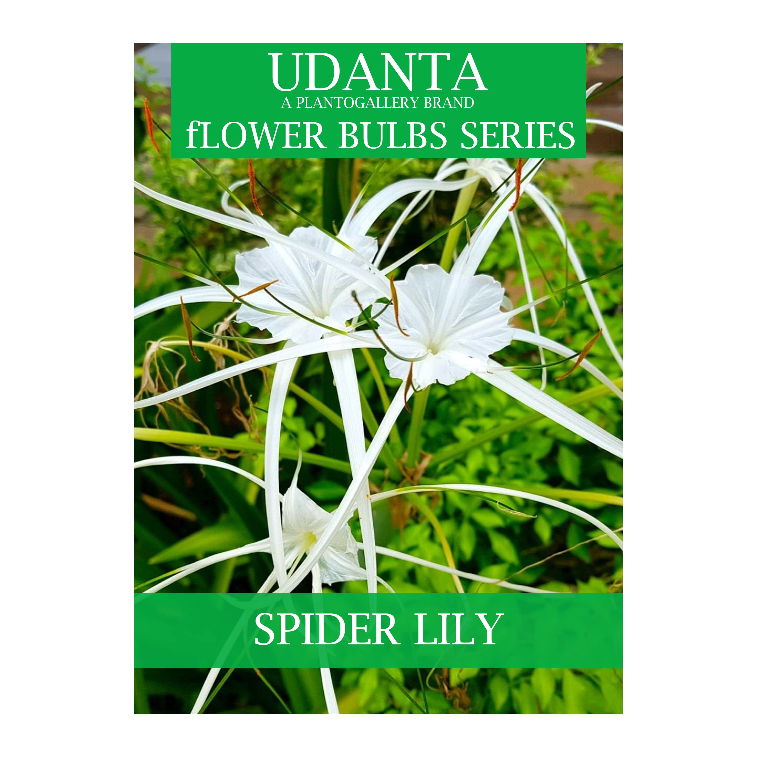 Udanta Scented Spider Lily Flower Bulbs For All Season - Pack Of 5 Bulbs (White) (B0BZTCKFX4) Amazon Price History, Amazon Price Tracker