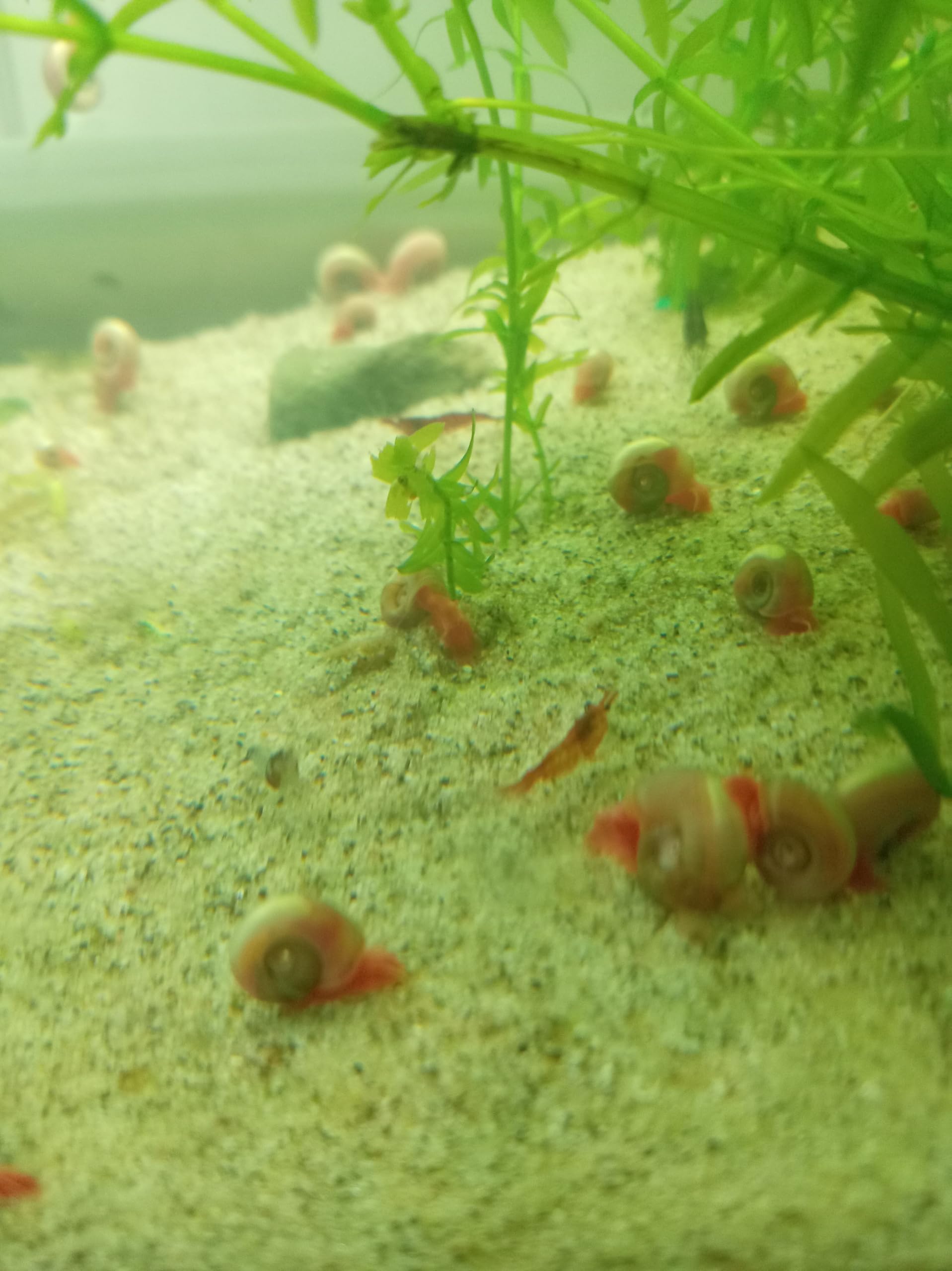 20 x Pink Ramshorn juvenile Snails, Live Aquarium Snails, Clean Up Crew for Freshwater/tropical Tank
