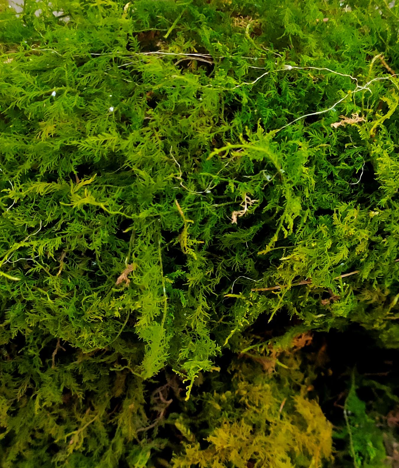Dried Moss(500 GM) (B08T5NX9T7) Amazon Price History, Amazon Price Tracker