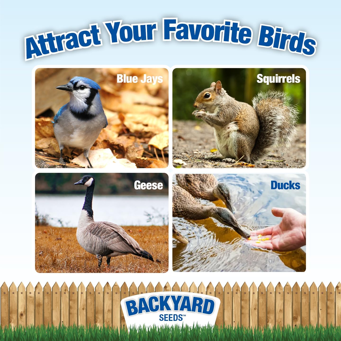 CountryMax Backyard Seeds Corn - High-Energy Animal Feed for Chickens, Squirrels, Deer & Wild Birds, Ground Feeding, High Protein - Whole Corn - 50 lbs