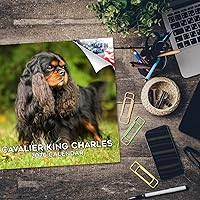 Vista 449 de Razas de Perros 2017