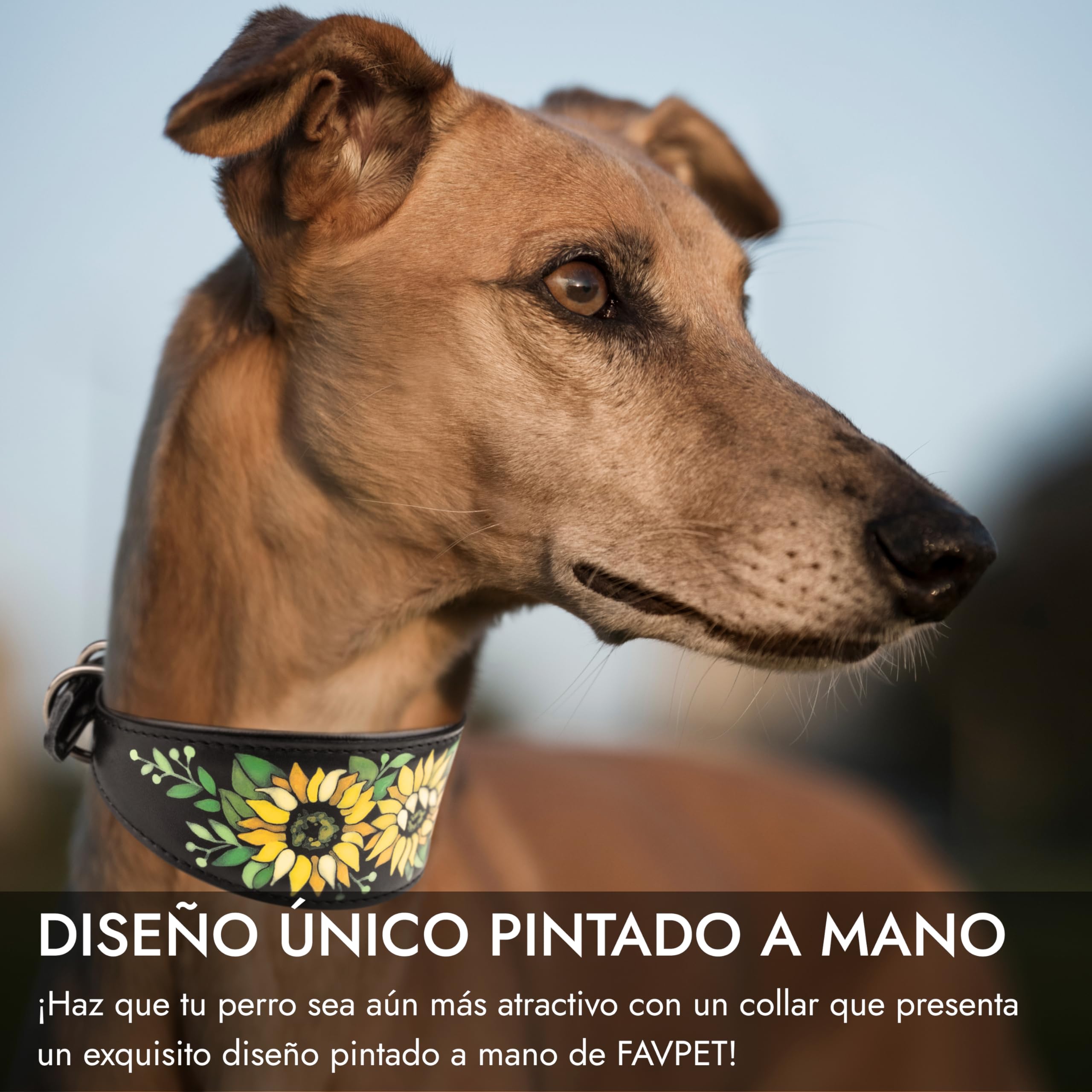 Pintado a Mano Collar Galgo Ancho de Cuero Suave con Etiqueta ID QR para Galgos Italiano, Español, Saluki, Whippet, Lurcher, Greyhound, Podenco, Lujo Collar Perro Galgo (Girasoles, L)