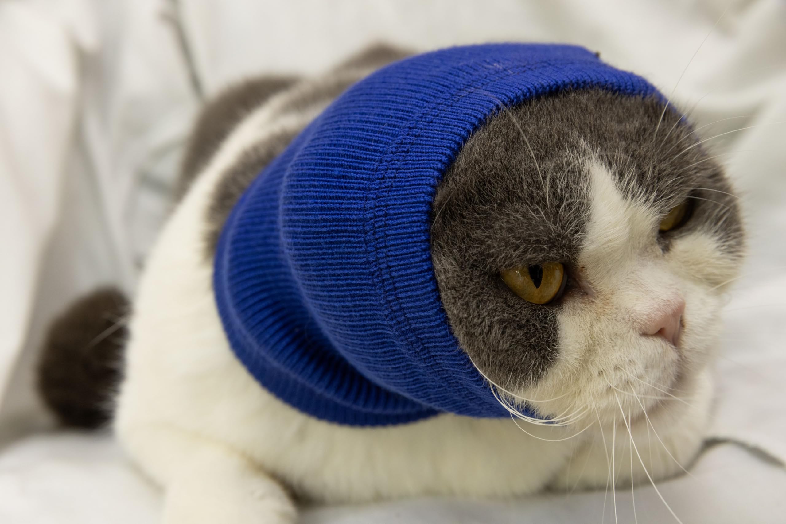 DDFS Cat Ear Wrap Noise Cancelling Headphones Quiet Head Covers Neck Gaiter for Cats Blue S 1
