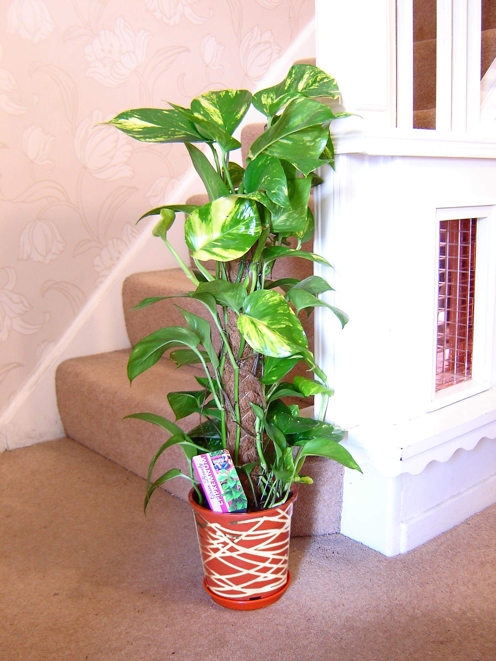Easy Plants Devil's Ivy Evergreen House Plants in Pot with Metallic Interweave Line Decoration