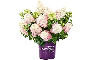 First Edition Vanilla Strawberry Hydrangea Tree: Captivating Blooms of White and Pink