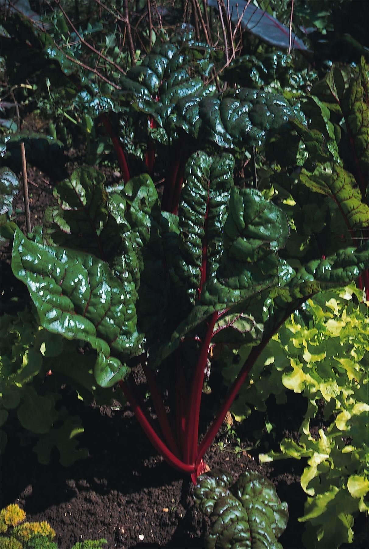 Organic Vegetable - Beet Leaf Rainbow Chard - 50g Bulk Pack