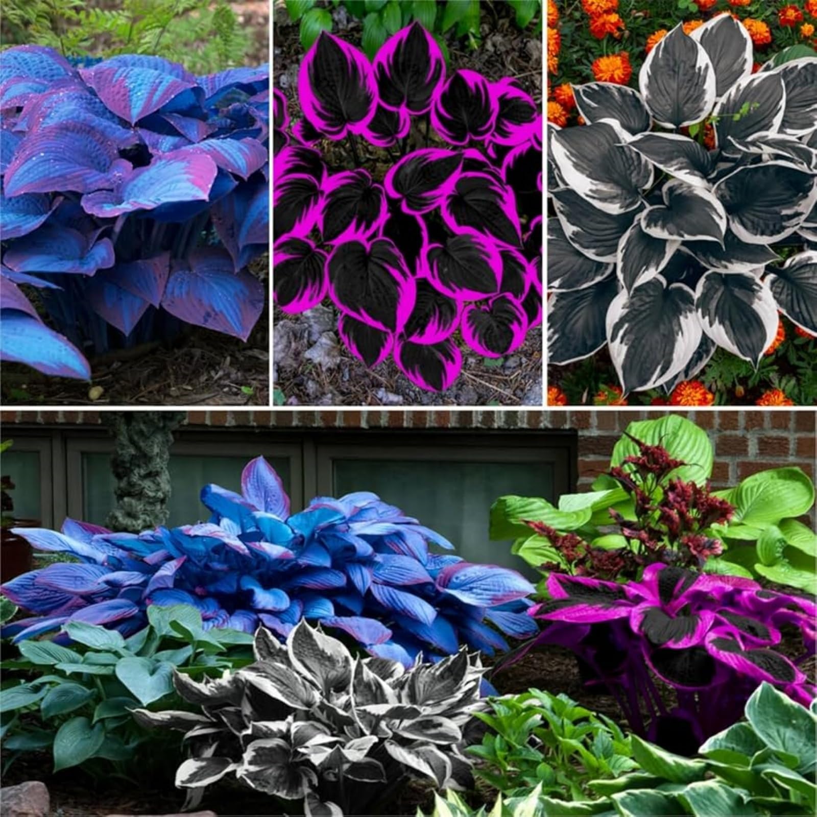 Premium Hosta Bulbs Simple to Grow โ Perfect for Gardens, Cut Flowers & Enchanting Displays Winter Hardy Hosta Bulbs-15 Bulbs-D โ image 1