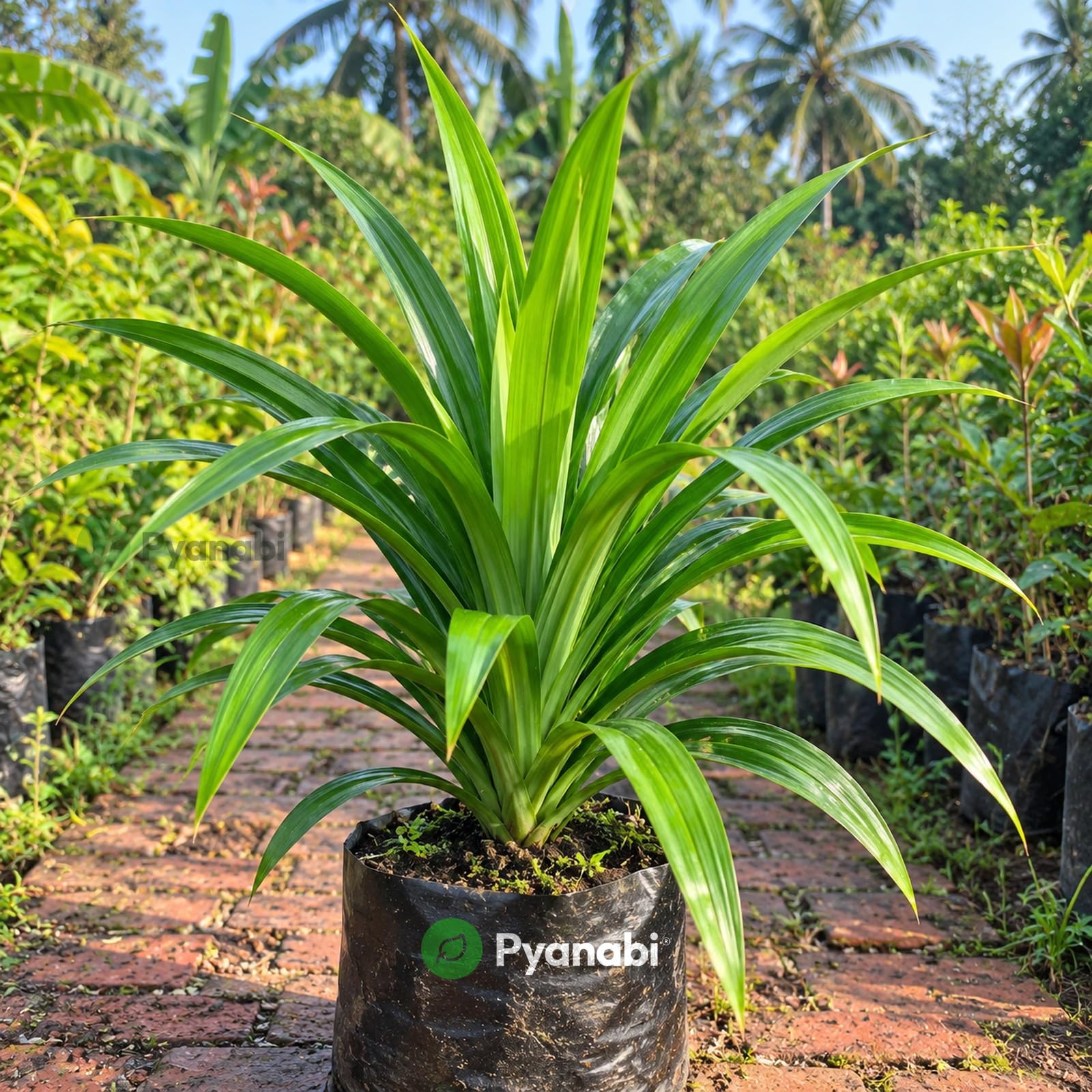 Chakra Phool Plant - Star Anise Spice Tree -14 Chakra Phool Plant - Star Anise Spice Tree -14