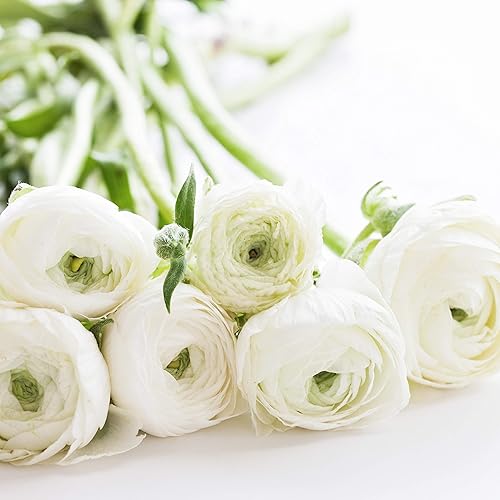 Easy to Grow Ranunculus Tecolote White - 10 Plant Bulbs, White Flowers in Spring, Full Sun Mediterranean Carlsbad Flower Fields