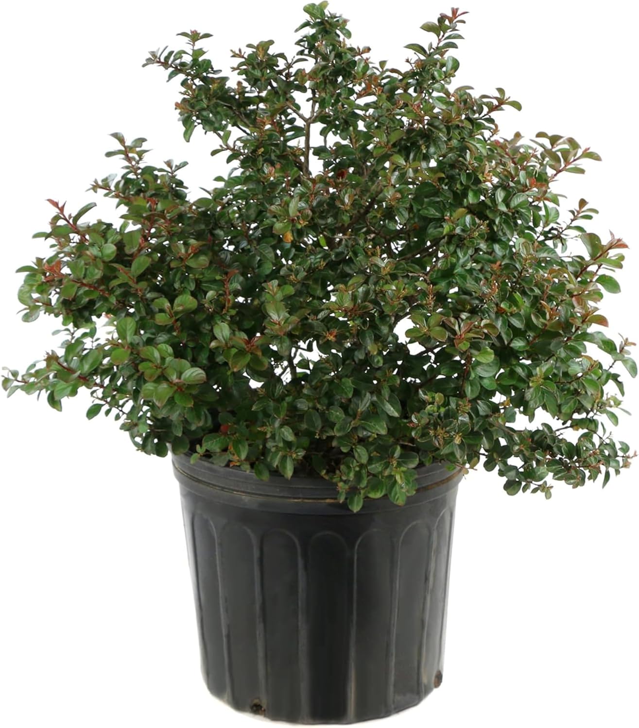 Crape Myrtle Bloomables Bellini Strawberry Shrub w/Red Flowers - Year Round Blooming Flowering Trees in 3 Gal Pot - Grows Upto 3-4' x 3-4' - Low Maintenance Shrubs (1 Count)