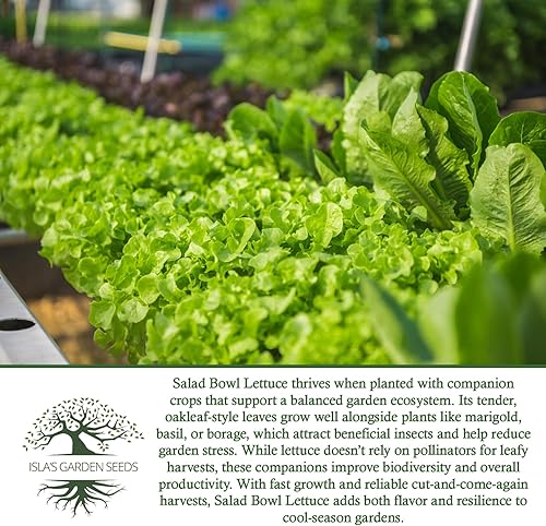 Miniatura 5 de Semillas de lechuga para ensalada (Lactuca Sativa) – Más de 1000 semillas de reliquia no transgénicas de Isla's Garden Seeds, variedad tierna de