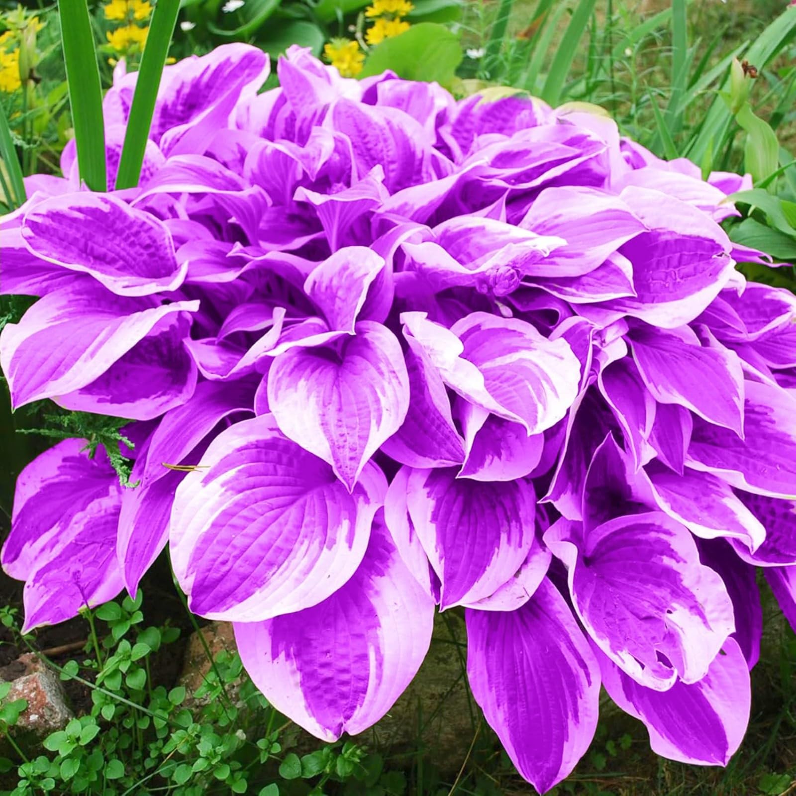 Hosta Plants for Sale, Hardy Perennial, Bulbs Mix, Ornamental Flowers, Hosta Bulbs Live, Easy Plant, Wedding Flowers, 4bulbs-a