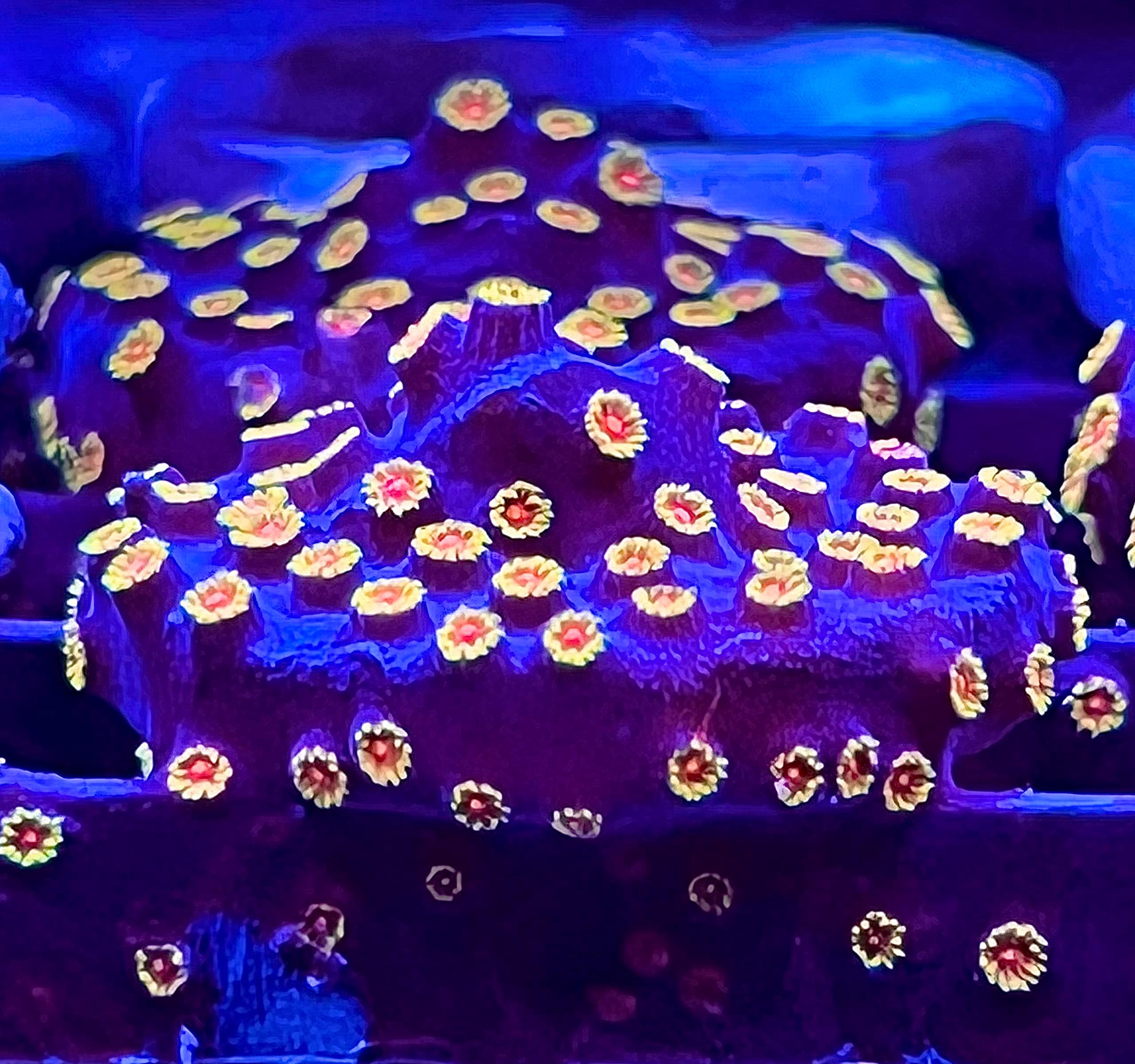 Coral Decor for Saltwater Aquarium - Bizarro Cyphastrea Frag Size 1.5"+
