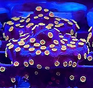 coralSLover Live Saltwater Coral Frag - Bizarro Cyphastrea