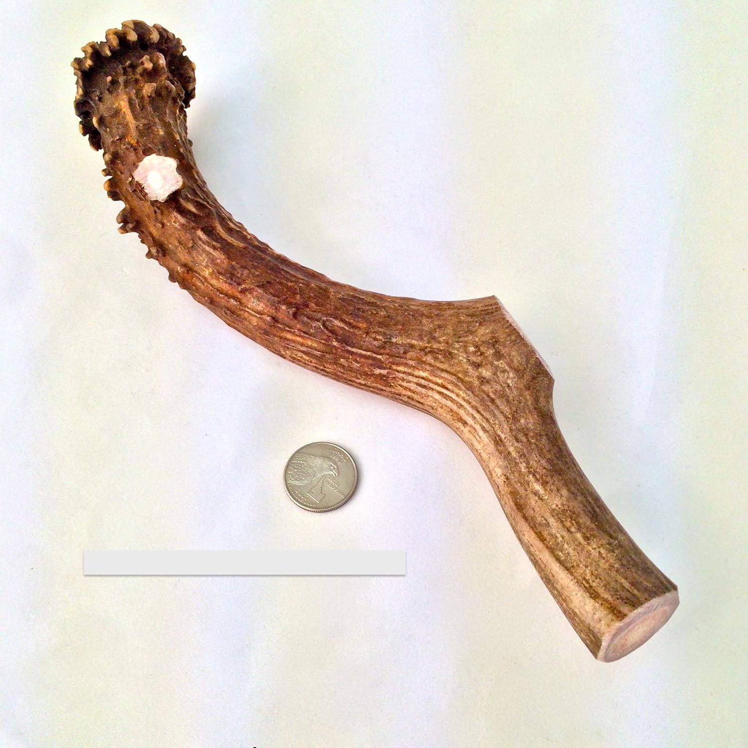 Mammoth Whole Deer Antler - Deer Antler Dog Chew - Grade A Premium - Organic - Made in USA - No Mess