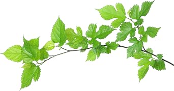 Health Embassy White Mulberry Leaf (Morus alba L), 50g