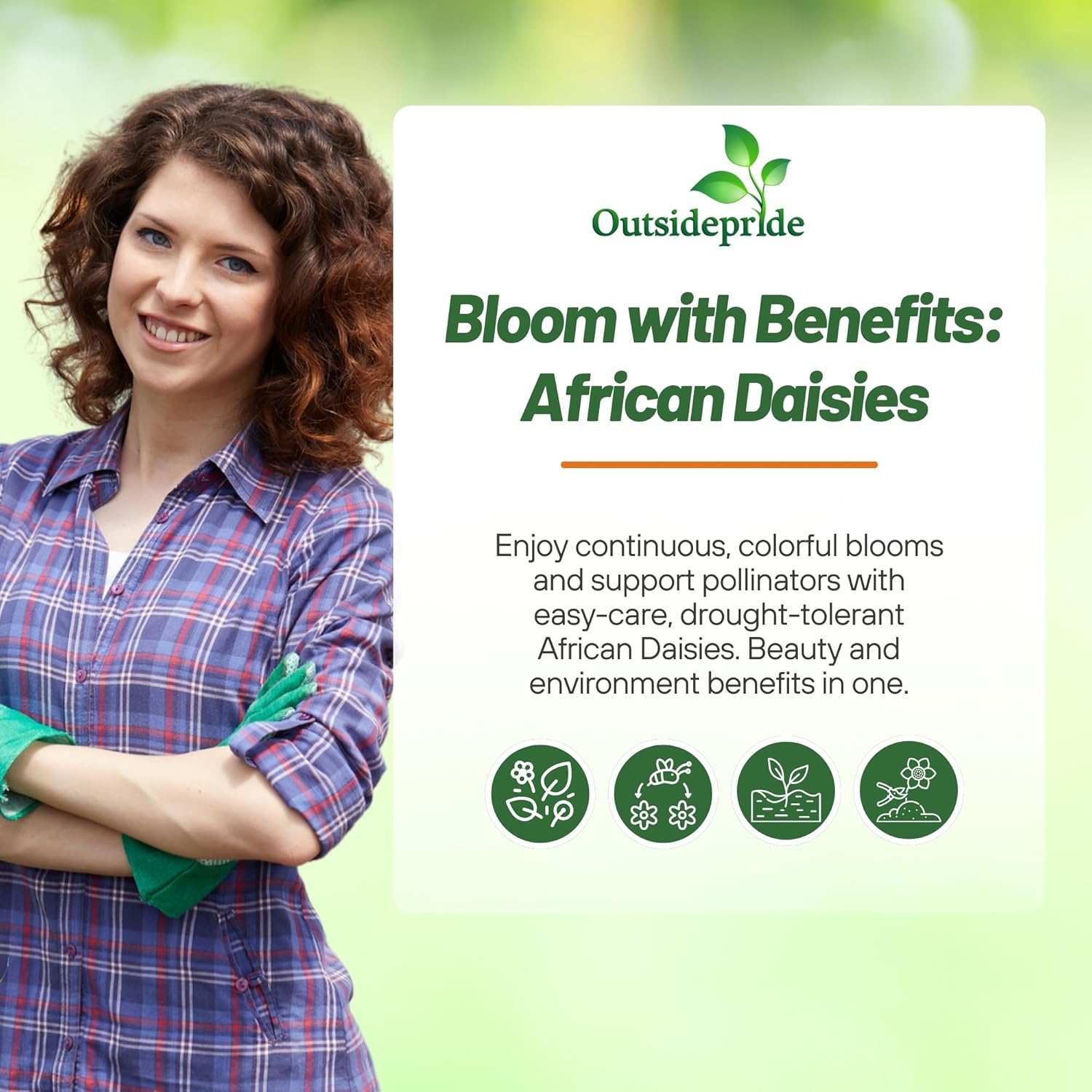 Outsidepride Mix African Daisy Seeds - 1 lb. Annual Flower Seeds for Planting Outdoors with Long-Lasting Blooms, Drought-Tolerant, Easy to Grow for Sunny Gardens & Borders