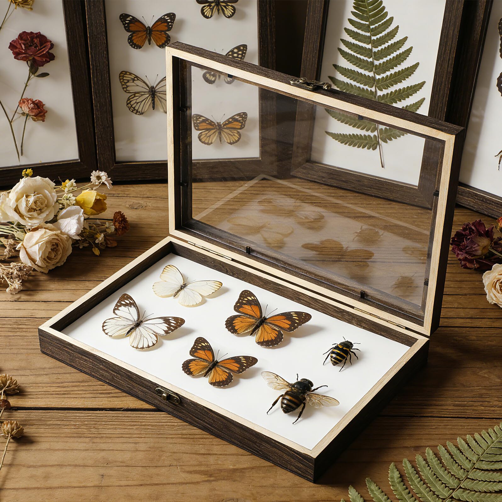 Healvian Caja de Muestras para Insectos con Vitrina de Madera y Tapa Transparente, Adecuado para Coleccionar Mariposas y Decorar Escritorios Estilo