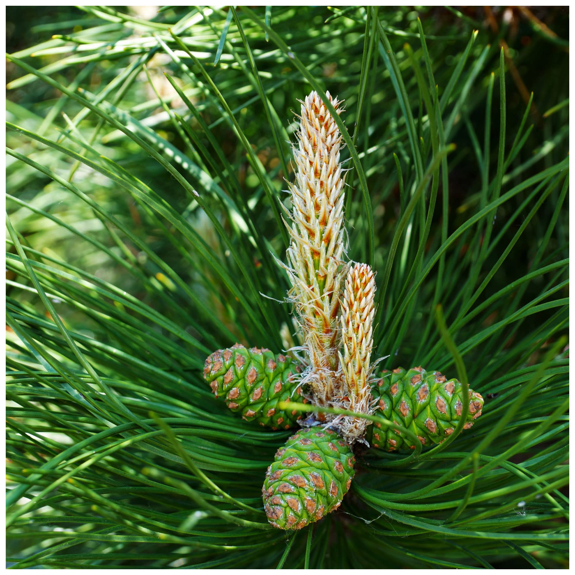 3 Pinus Nigra Nigra/Austrian Pine/Trees 20-30cm Tall in 9cm Pots, Most Robust Pine 3fatpigs®