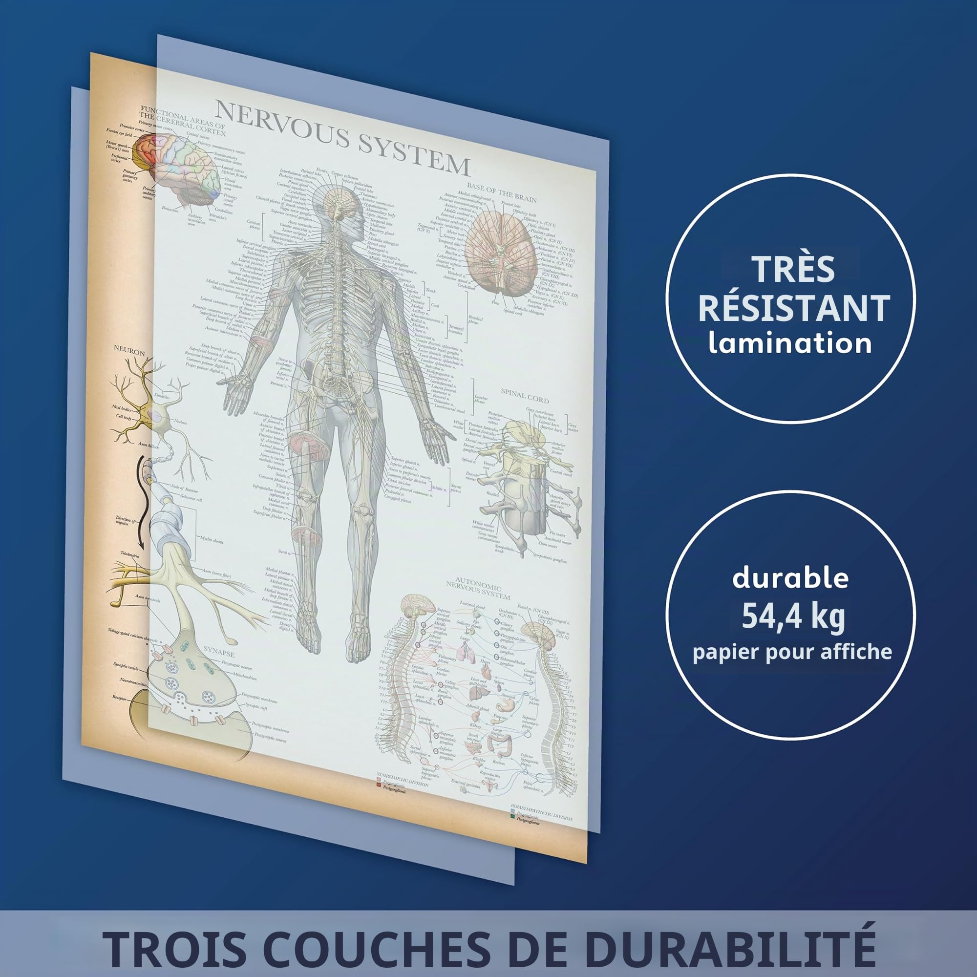 Palace Learning Lot de 2 affiches vintage sur le système nerveux et l'anatomie du cerveau – Lot de 2 graphiques anatomiques – Laminé 45,7 x 61 cm