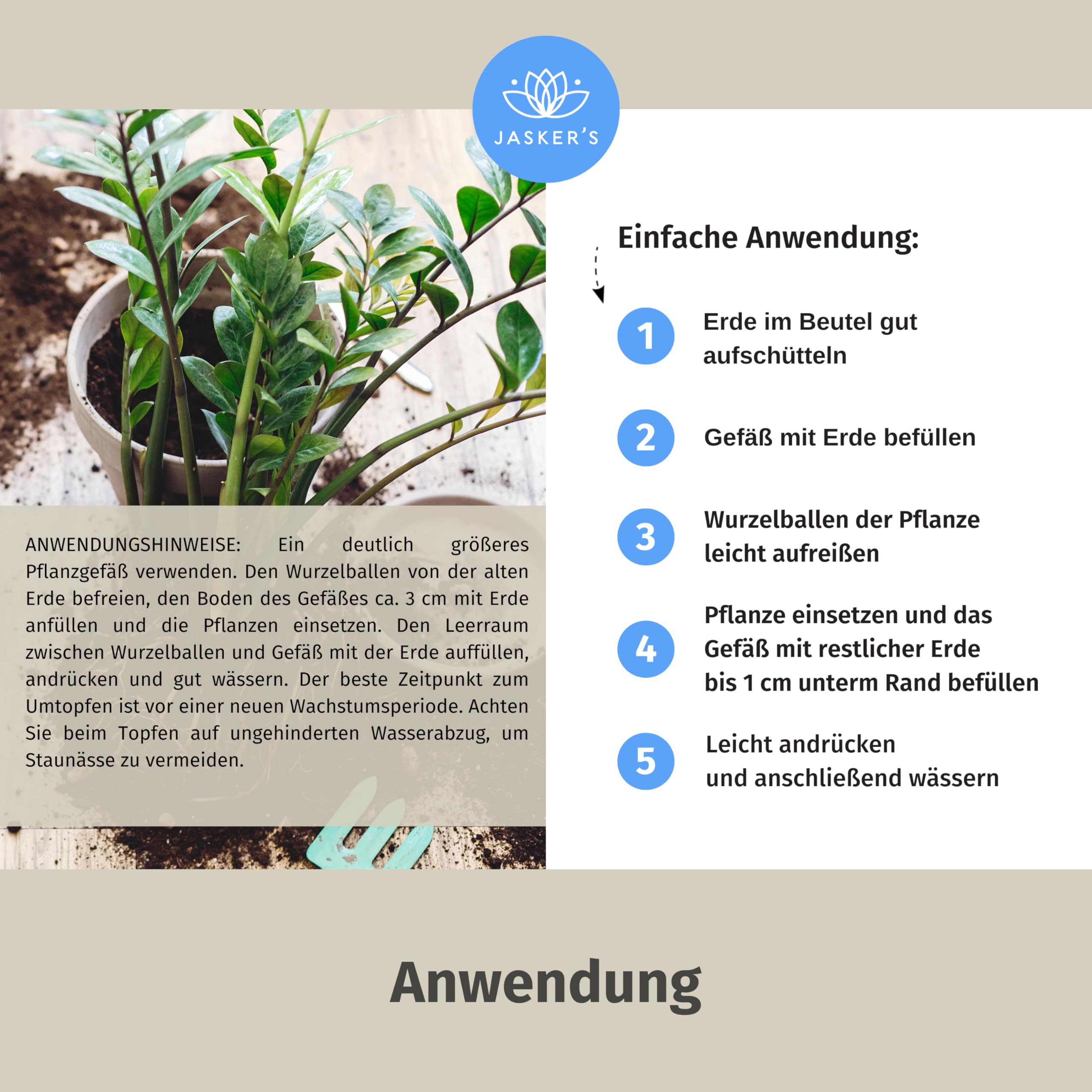 weiße laus orchidee Orchidee weiß mit grünem Diabolo Übertopf Ø9cm blühende Pflanze frisch