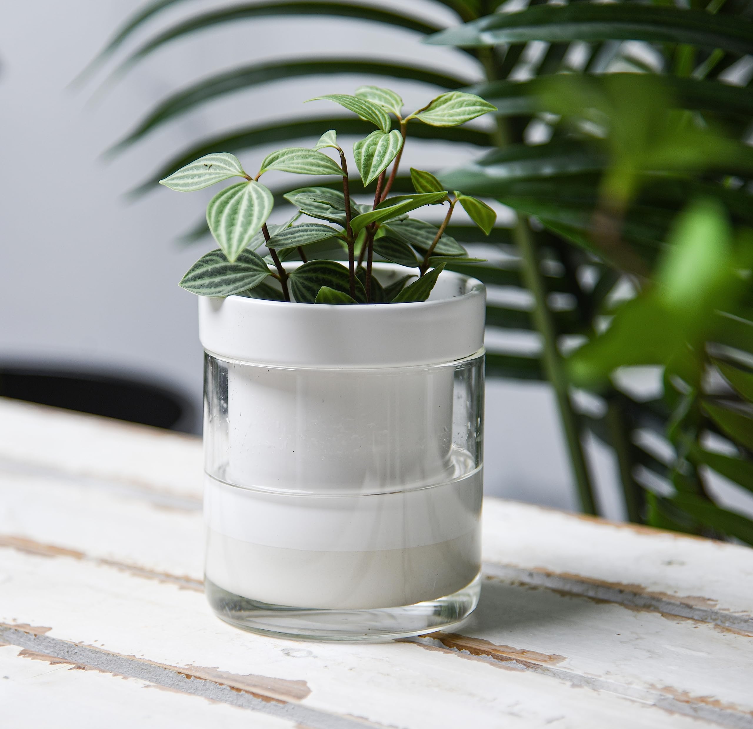 Phoenix Vine 10,2 cm selbstbewässernder Pflanztopf aus weißem Terrakotta-Ton, mit Glasspeicher für Zimmerpflanzen, Kräuter, Blumen, 4er-Set, 52-B-E-4