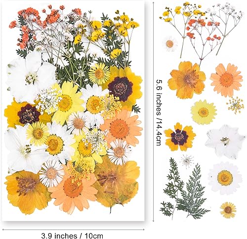 Vista 37 de 26 flores secas prensadas para moldes de resina, flores naturales reales prensadas para manualidades de bricolaje, fabricación de velas, decoración