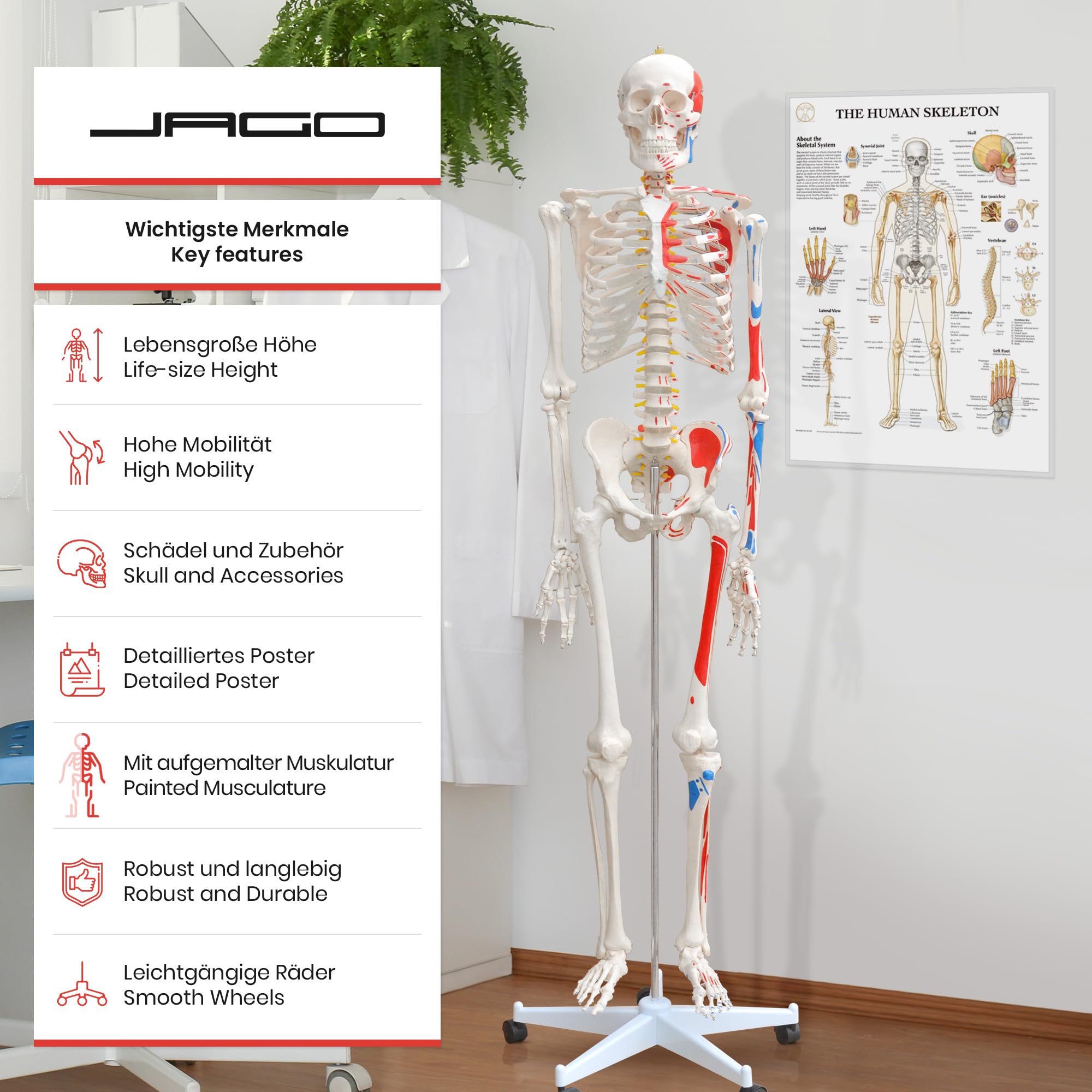 Jago® Anatomiczny szkielet – naturalnej wielkości, z plakatem, stojakiem, ruchomymi kończynami – szkielet ludzki, anatomiczny model ciała, do nauki medycyny, szkoły, kliniki, fizjoterapii