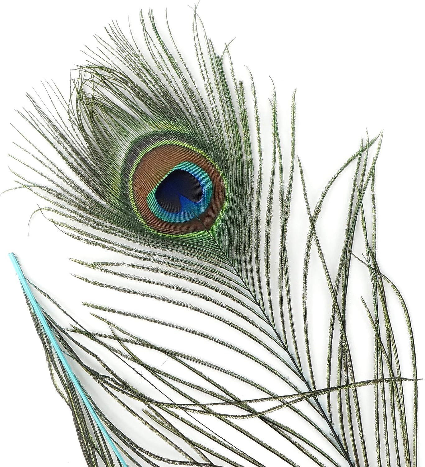 ZUCKER 25pcs Stem Dyed Peacock Eye Feathers - 8-15 inch Art Supply DIY Craft Wedding Décor - Light Turquoise Blue