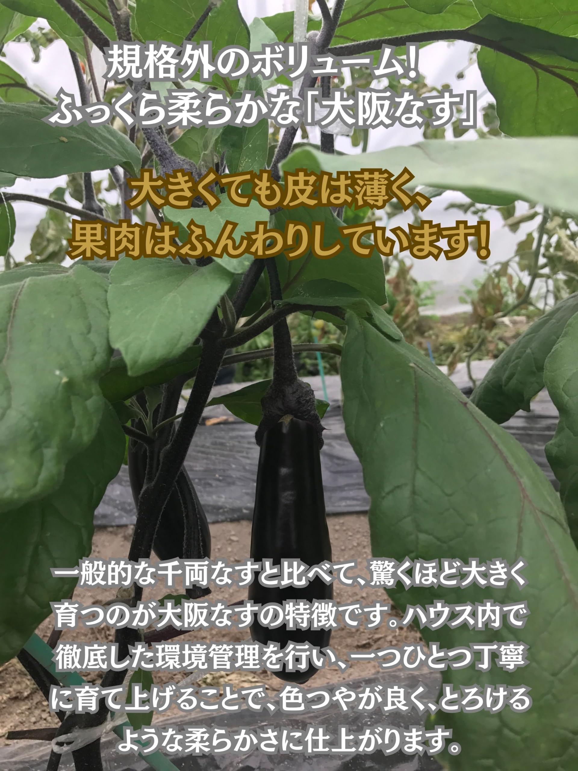 Amazon.co.jp: 大阪府産 サン・グリーンズ 大阪なす 2本 : Food