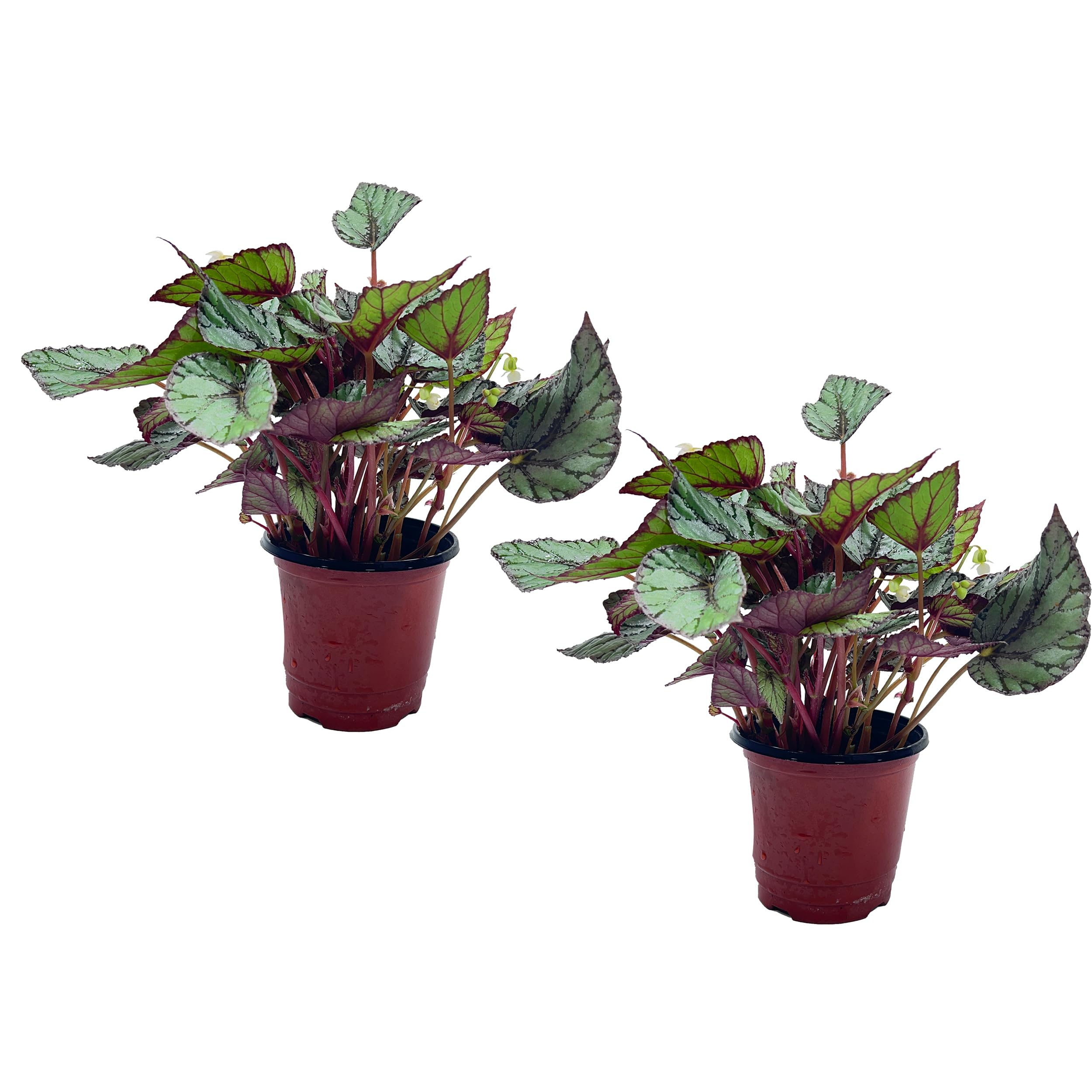 LEAL PLANTS ECUADOR Begonia Rex Breeze (Pack of 2) – Attractive Indoor Plant,Easy Care, Air-Purifying House Plant for Wellness & Home Decor, Office Desk, Unique Sustainable Gift for Plant Lovers